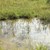 Kleinstgewässer dienen Amphibien zur Laichablage