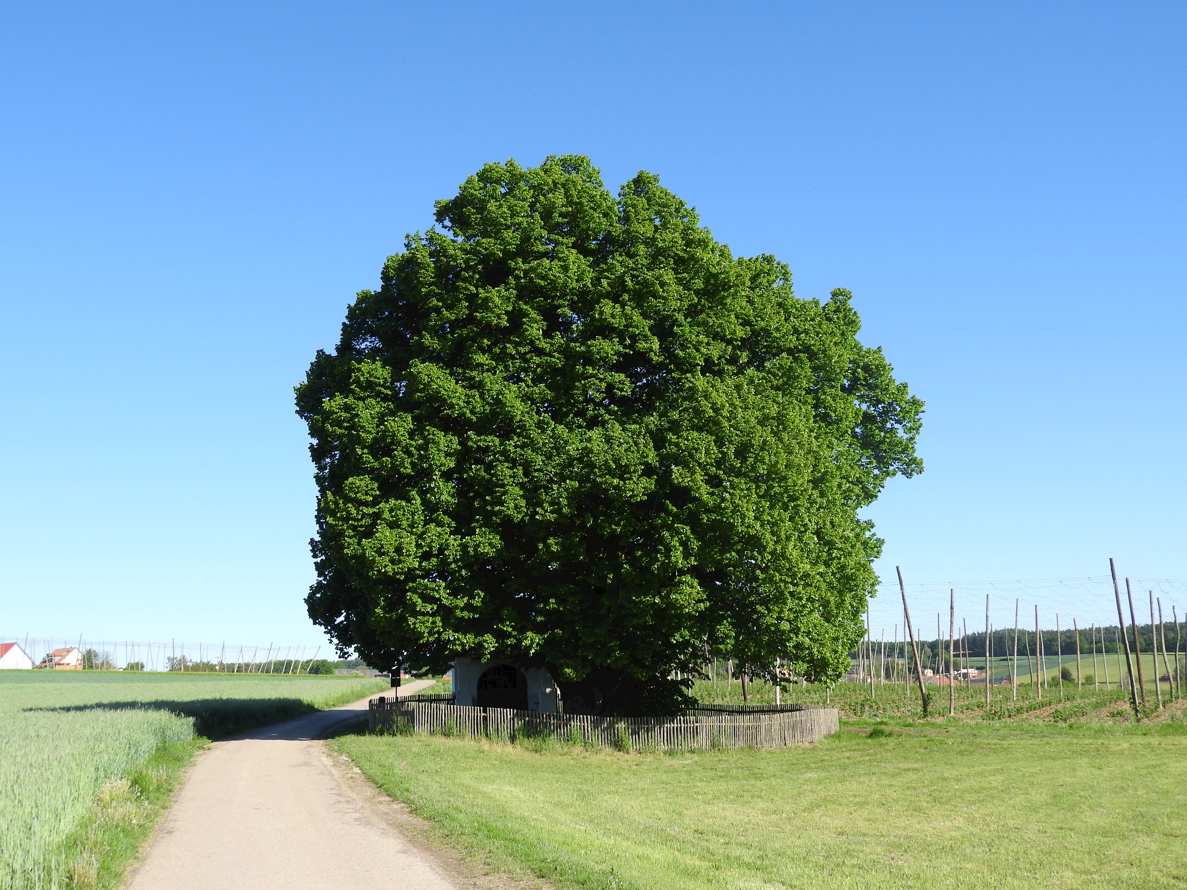 Naturdenkmal Nr. 12, „Linde Geisenhausen“; Foto: Mai 2020