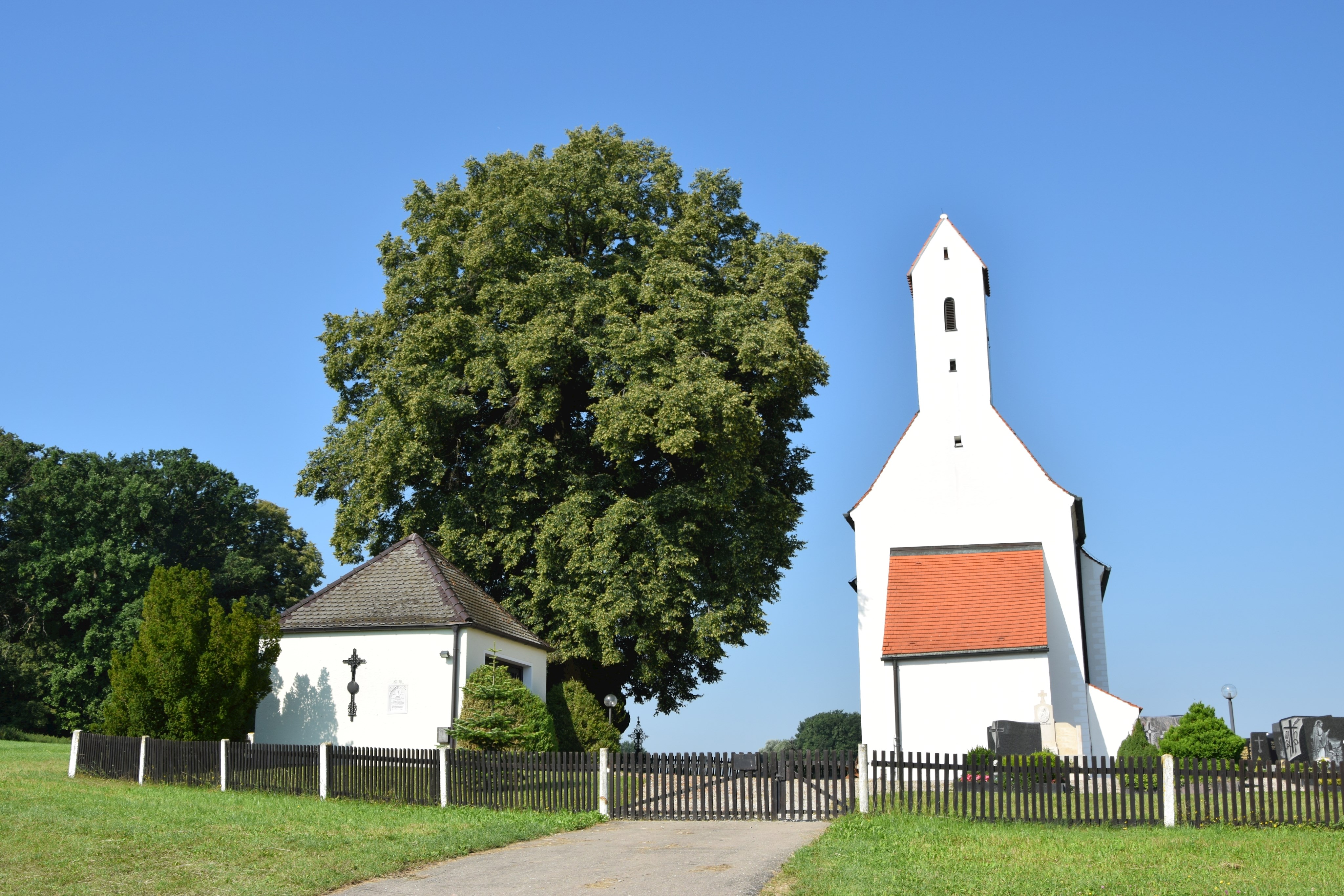 Diese schöne Linde mit natürlicher Baumkrone in Ilmmünster hat kürzlich den dritten Preis beim Wettbewerb „Der Landkreis Pfaffenhofen sucht seine schönsten und ältesten Bäume“ gewonnen.