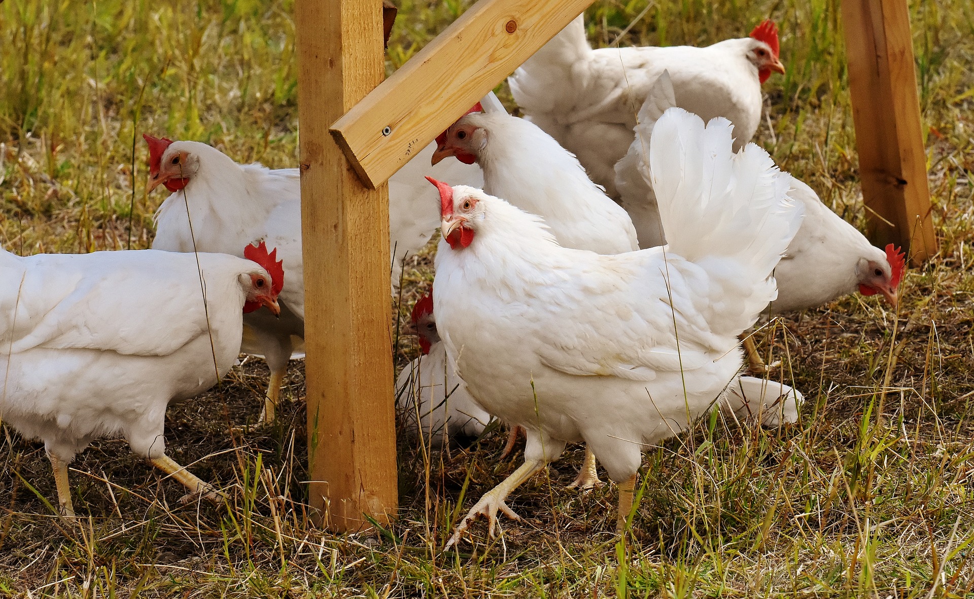 Veterinäramt informiert: So können Geflügelhalter einer Einschleppung der Geflügelpest verbeugen