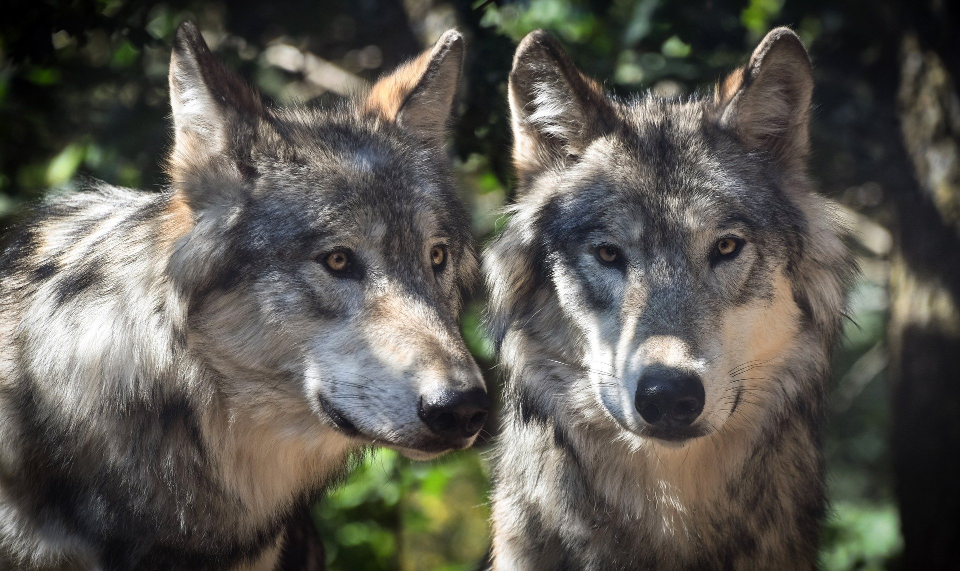 Der Wolf zurück in Bayern: So verhalten Sie sich bei einer Begegnung oder Sichtung richtig 
