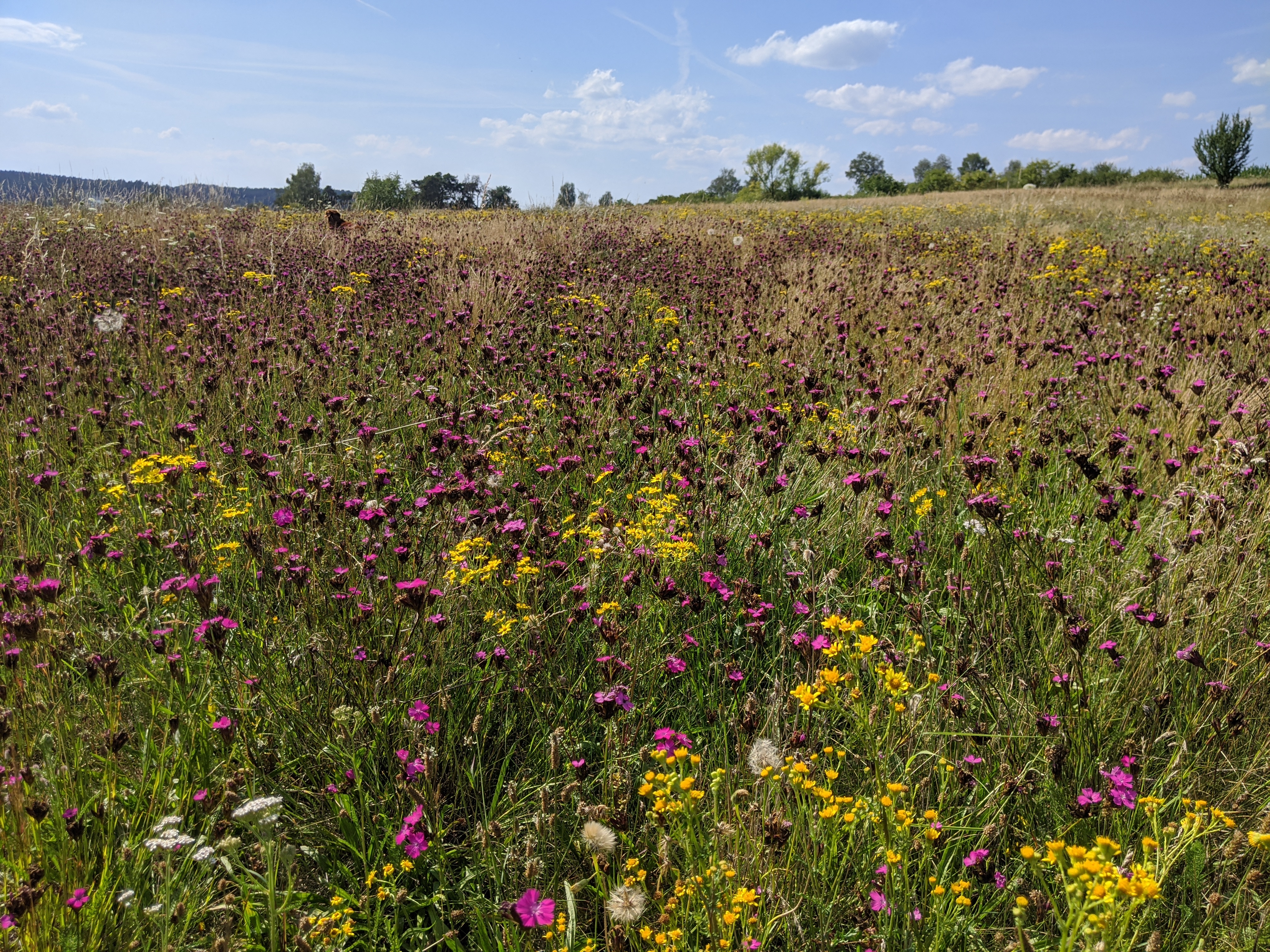 Die Blütenvielfalt der Magerrasen prägt die Landschaft im Paartal