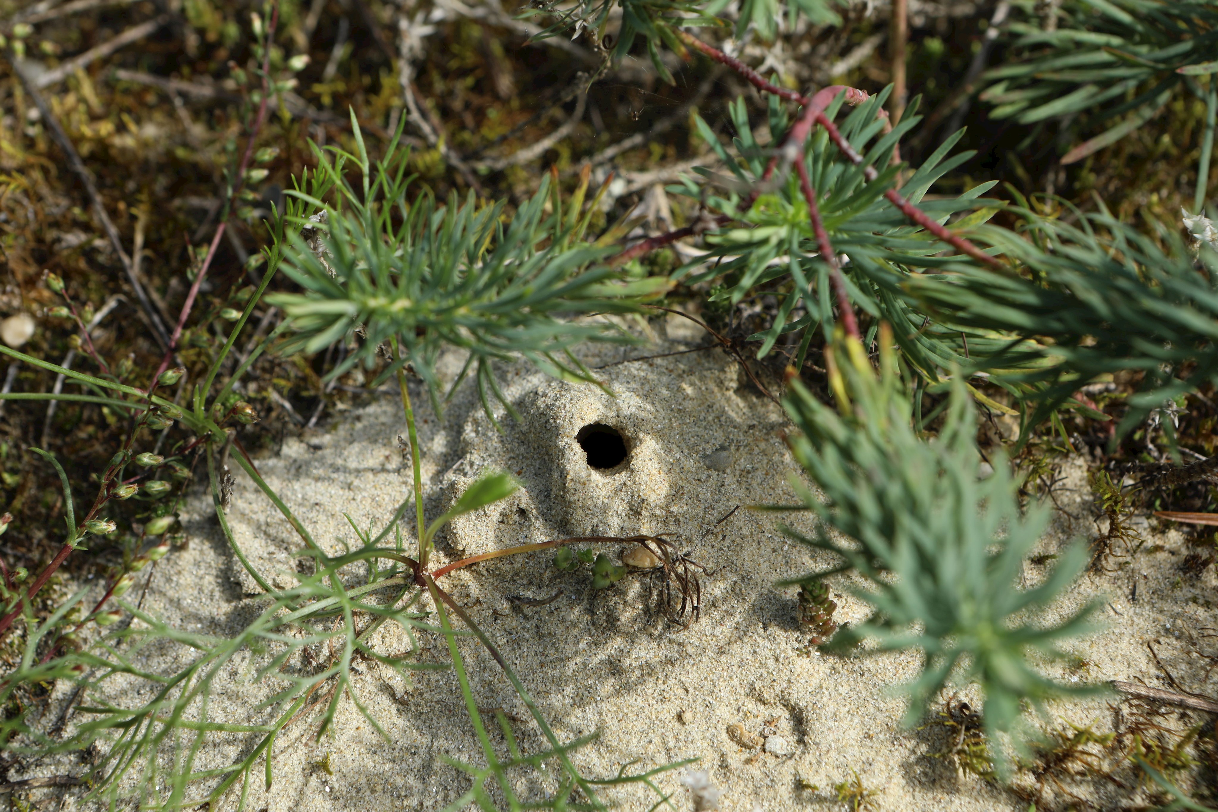 Brutzelle einer Wildbiene