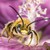 Die Männchen der Malven-Langhornbiene 