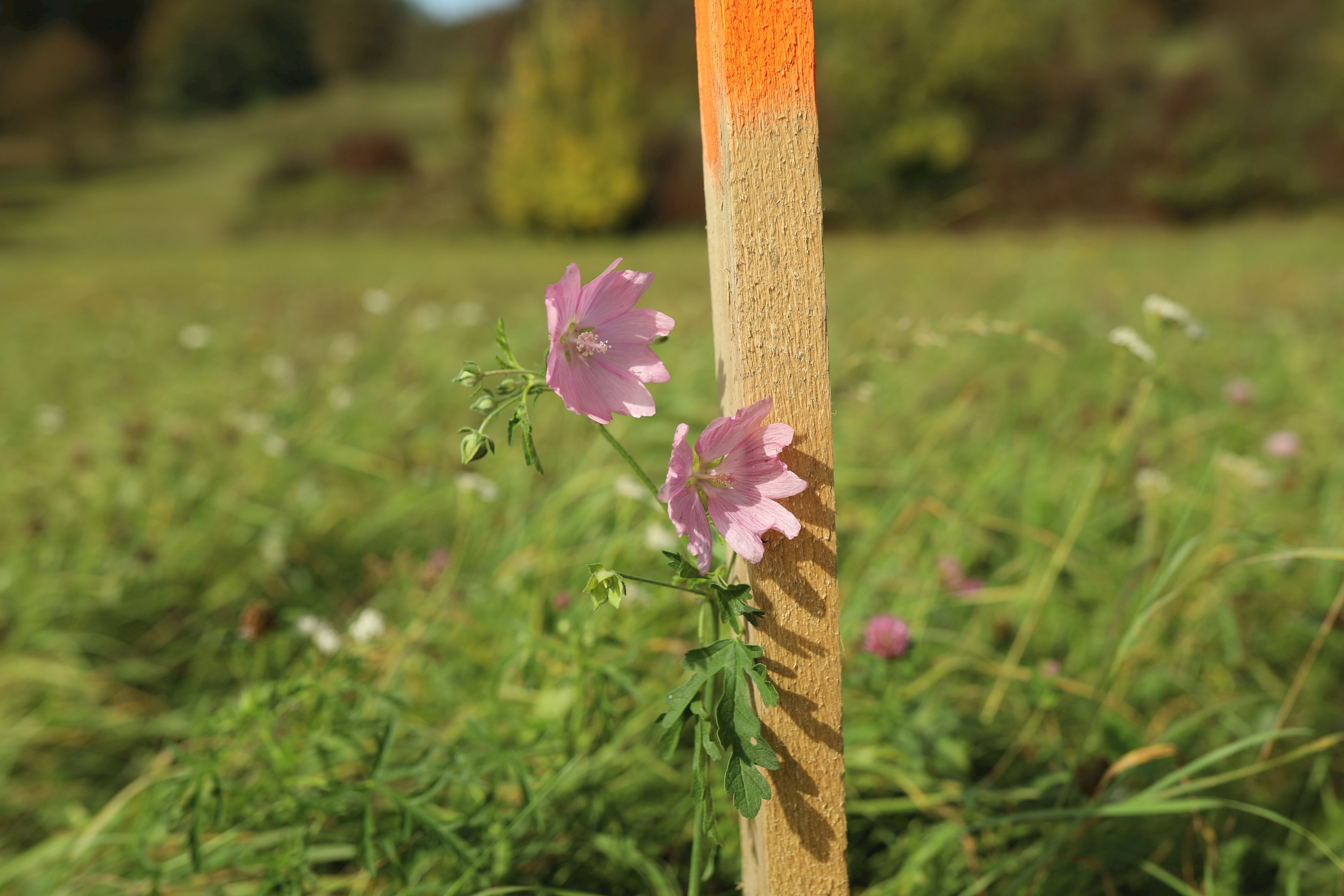 Ausgepflockte Rosen-Malve