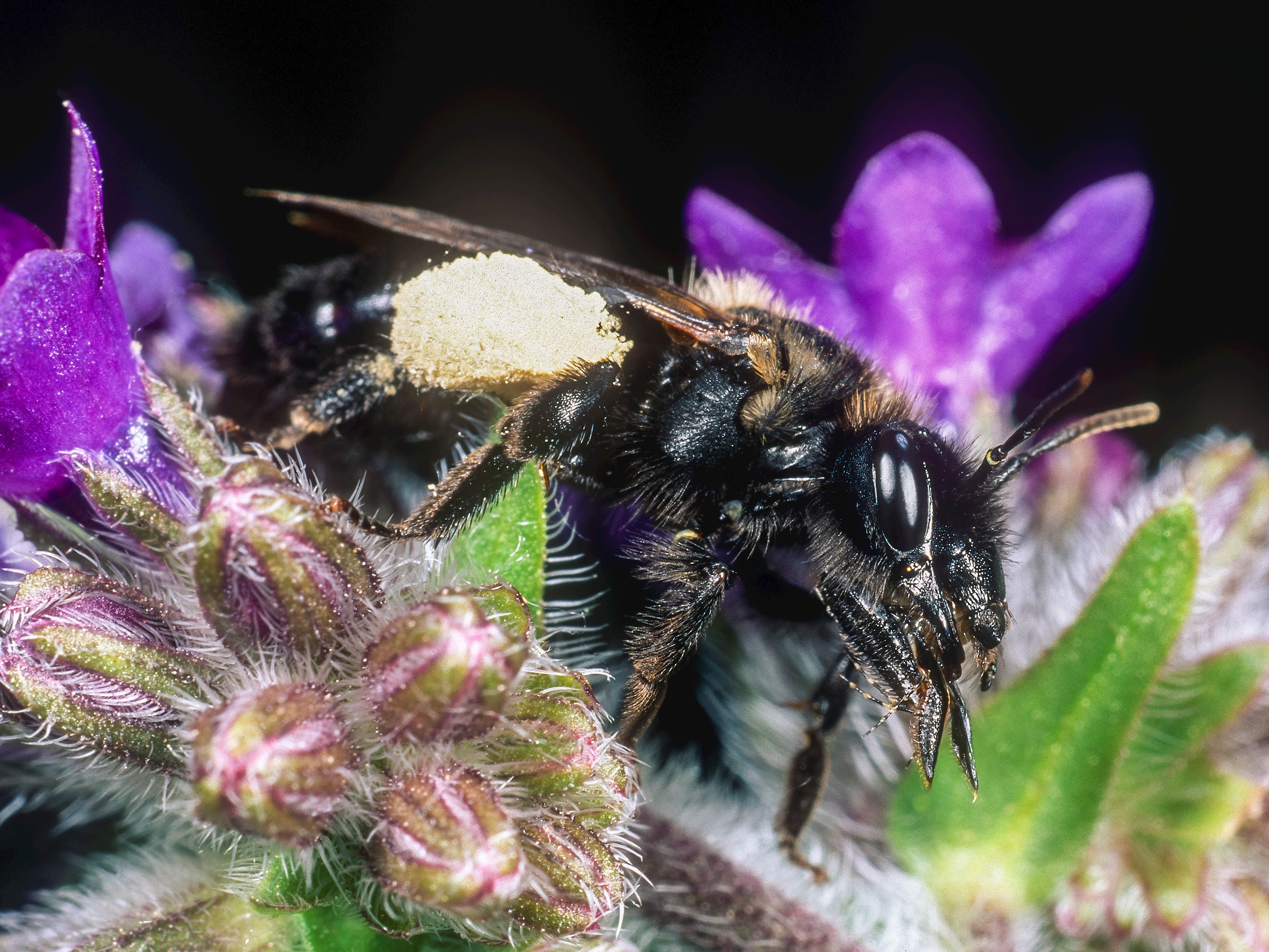 Der gesammelte Pollen an den Beinen der Ochsenzungen