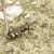 Der Dünen-Sandlaufkäfer hat eine metallisch glänzende Färbung