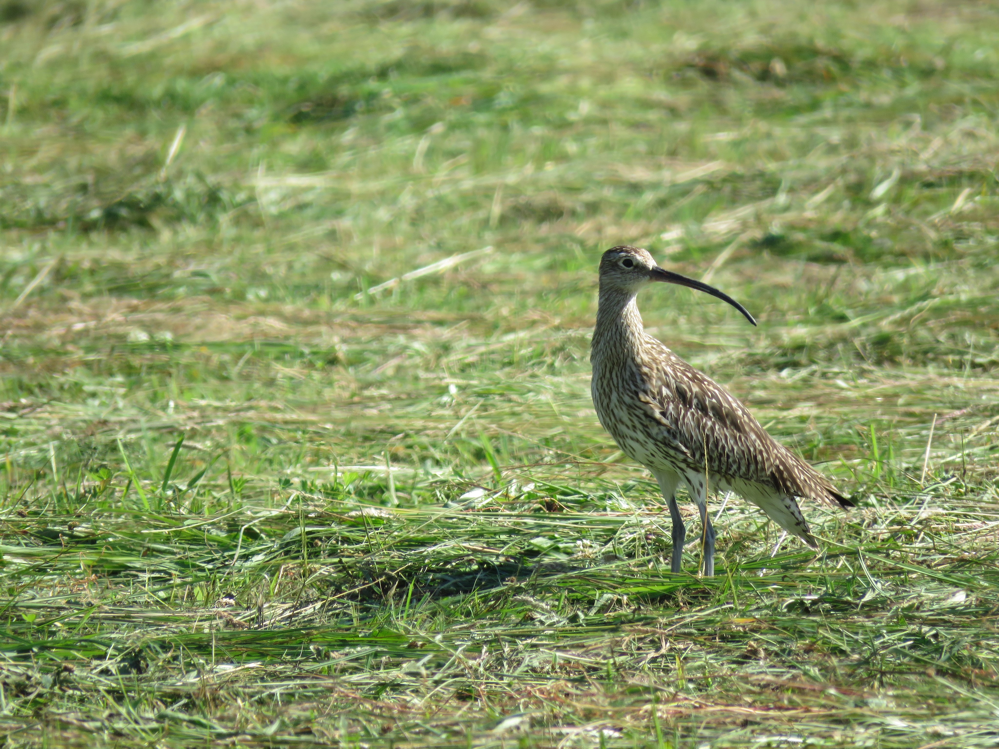 Brachvogel