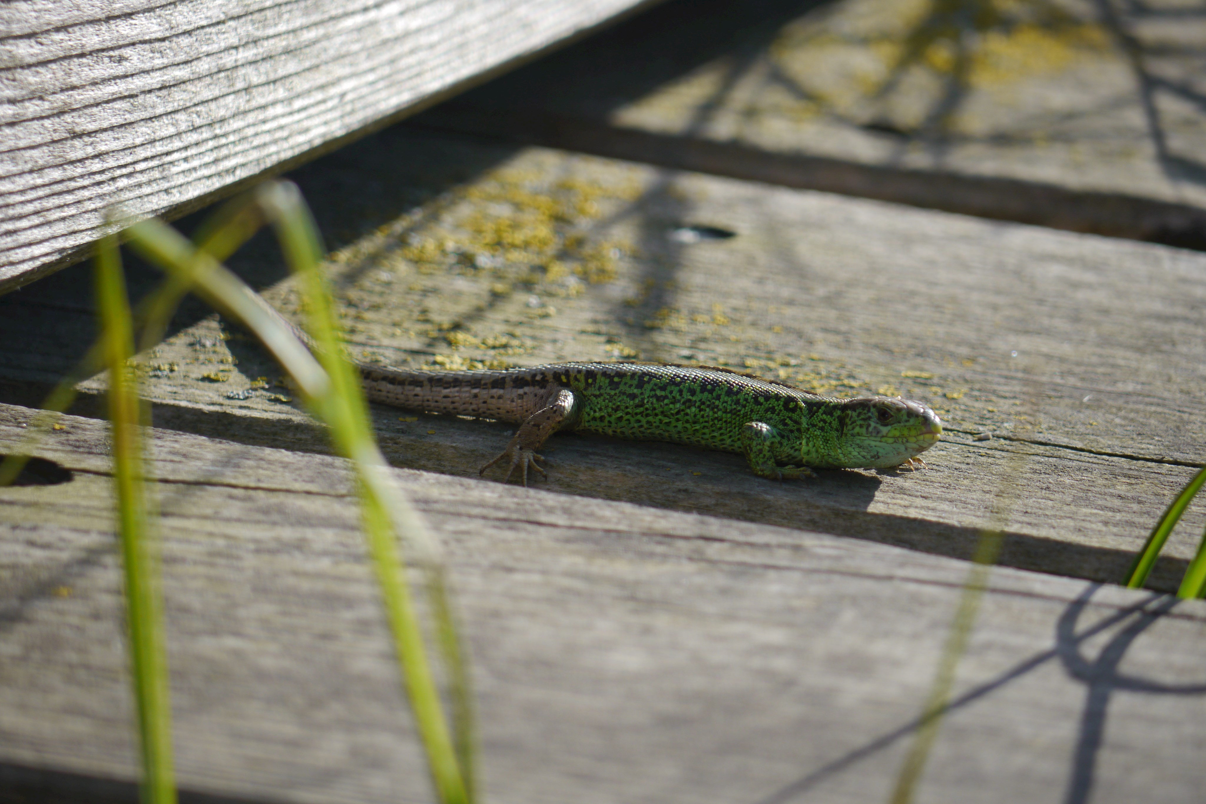 Ein Zauneidechsen-Männchen während der Paarungszeit