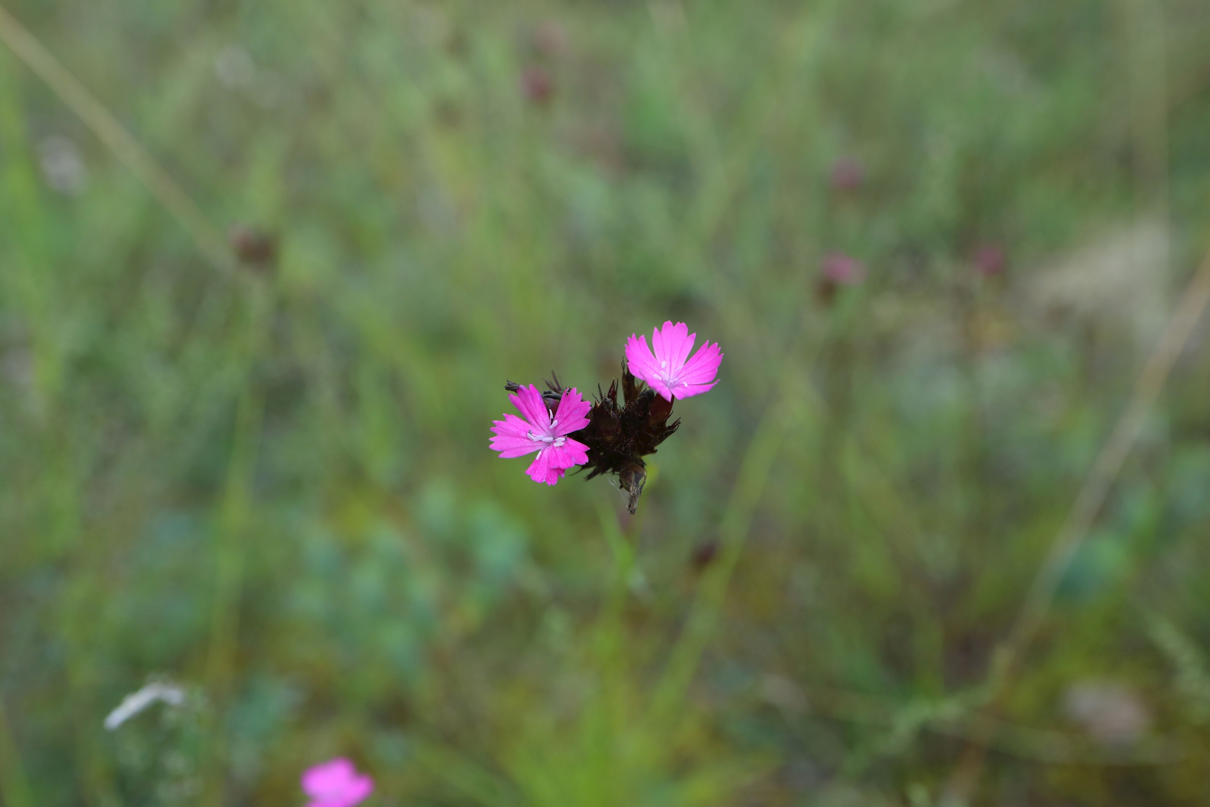 Die leuchtenden Blüten der Kartäusernelke zieren die Magerrasen