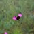 Die leuchtenden Blüten der Kartäusernelke zieren die Magerrasen