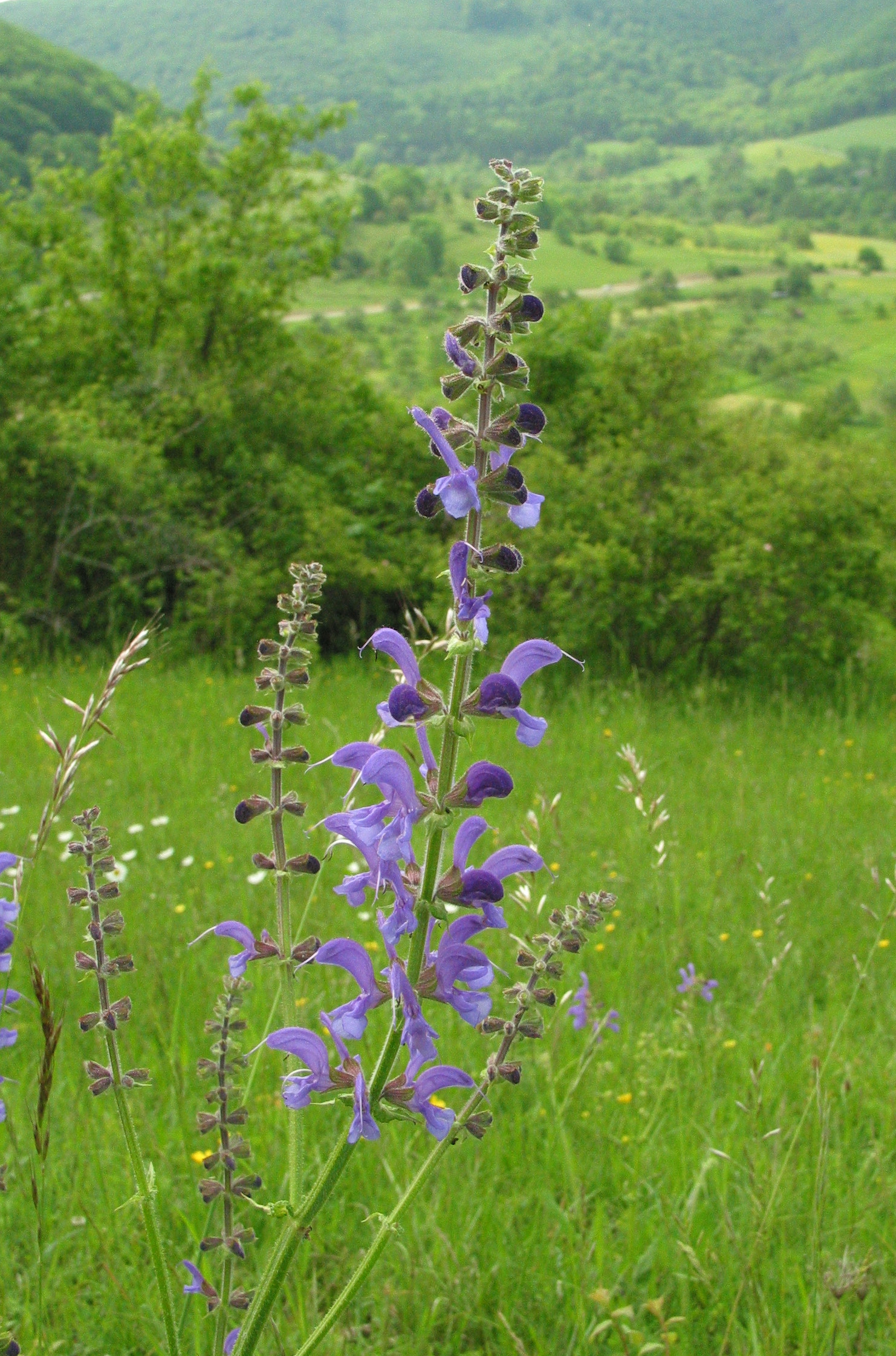 Der Wiesensalbei ist der wilde Verwandte des Echten Salbeis