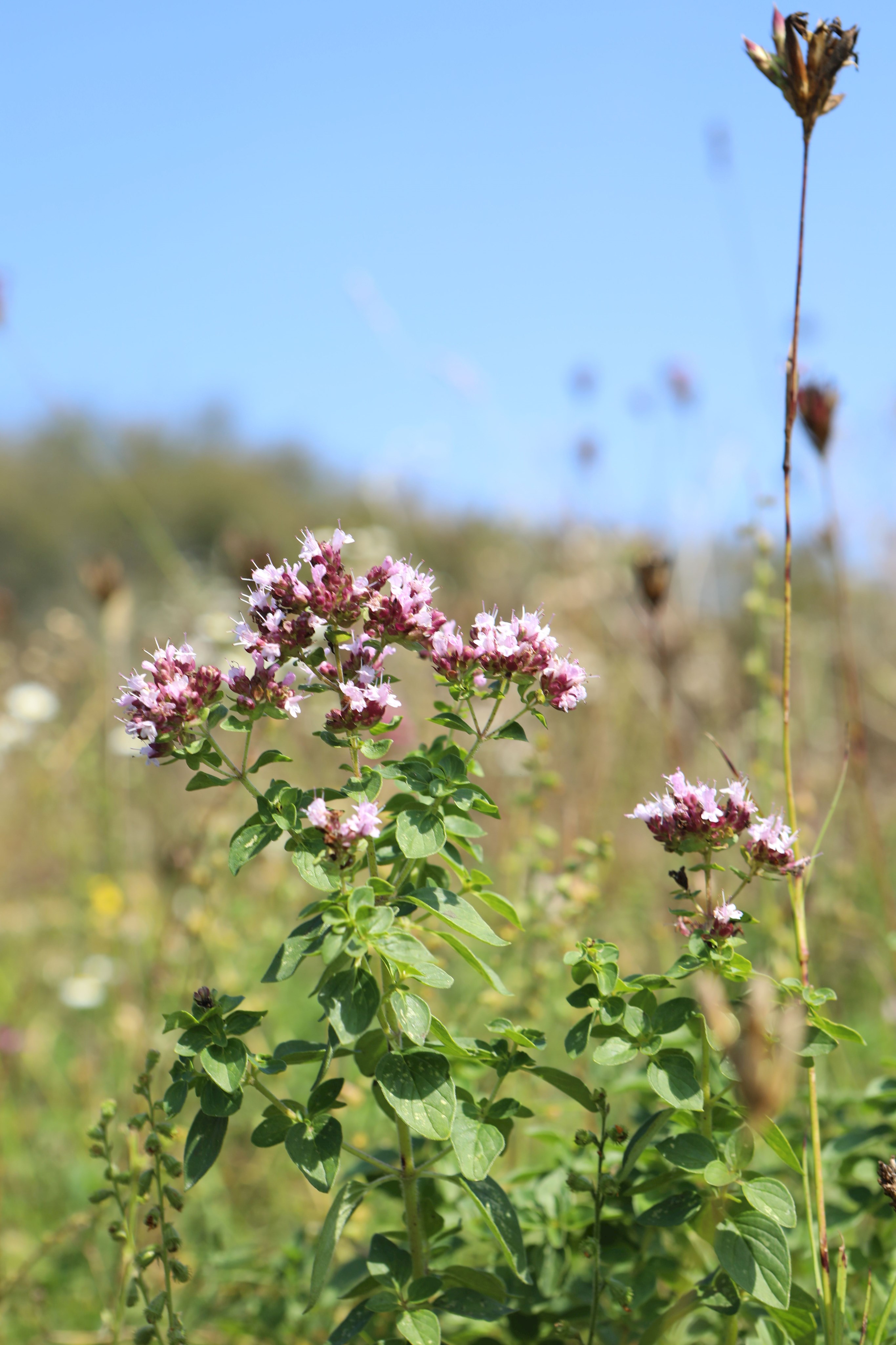 Oregano verströmt seinen aromatischen Duft im Paartal