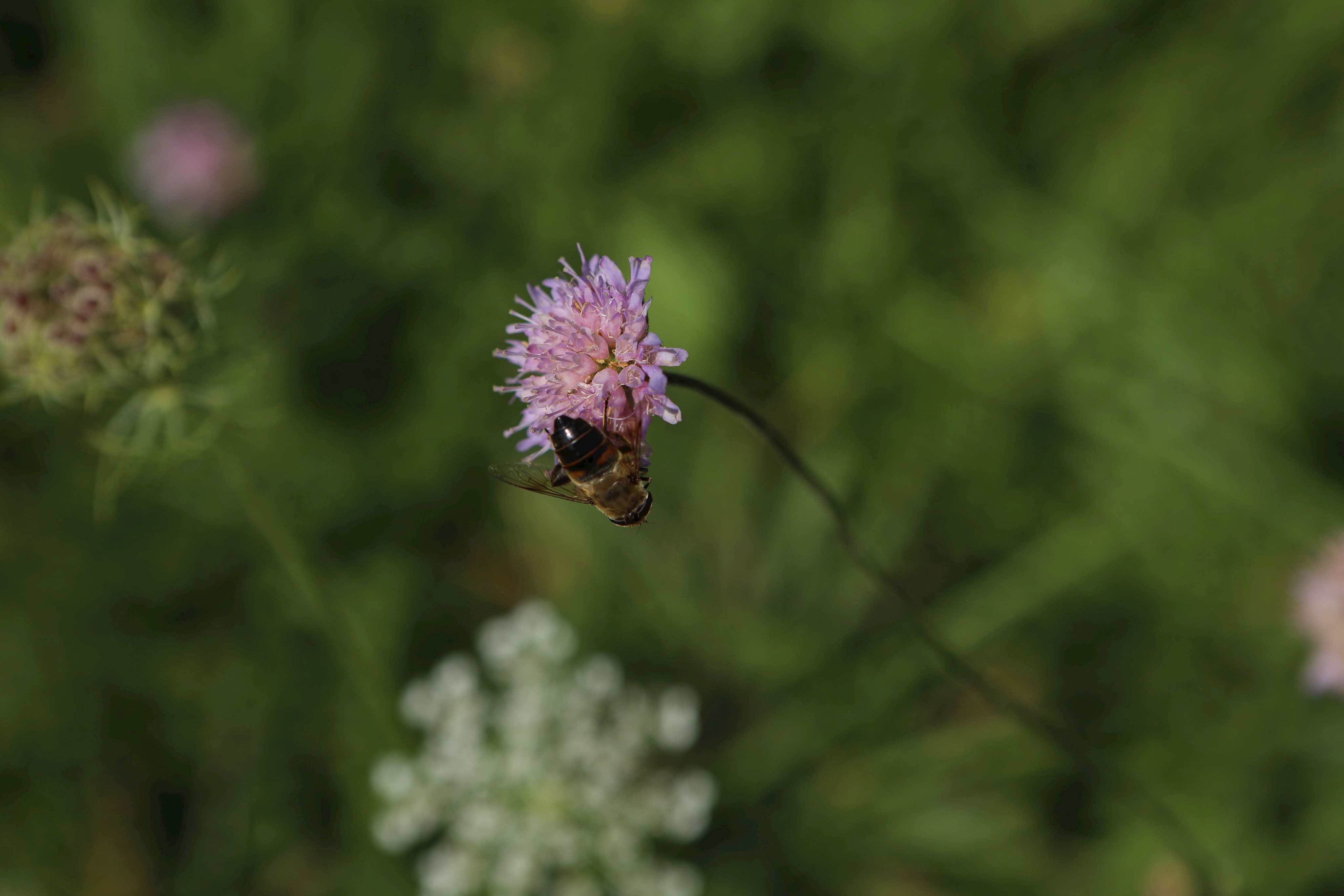 „Nähkisselchen“ verdankt die Acker-Witwenblume den vielen Einzelblüten