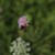 „Nähkisselchen“ verdankt die Acker-Witwenblume den vielen Einzelblüten
