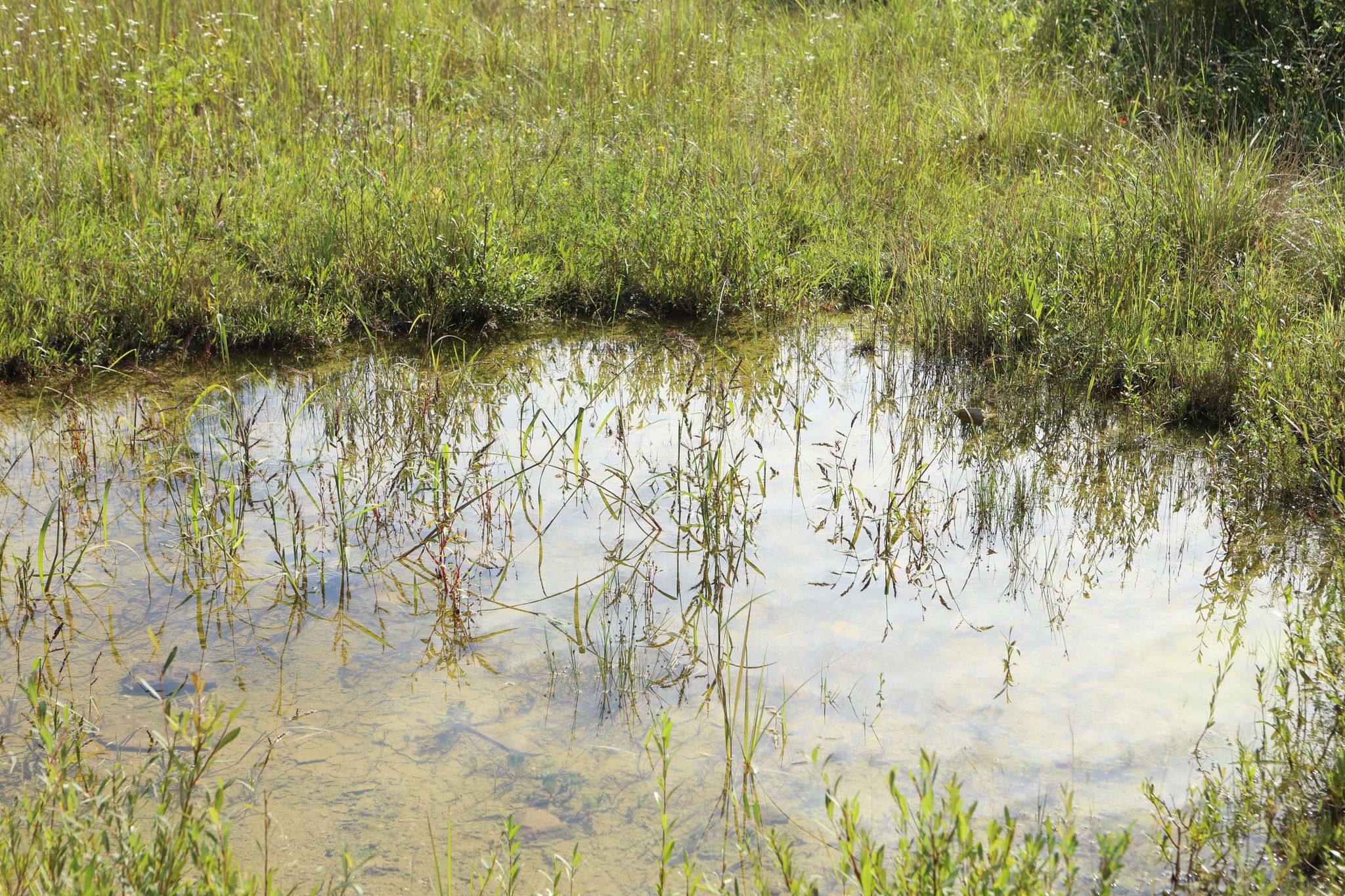Kleinstgewässer dienen Amphibien zur Laichablage