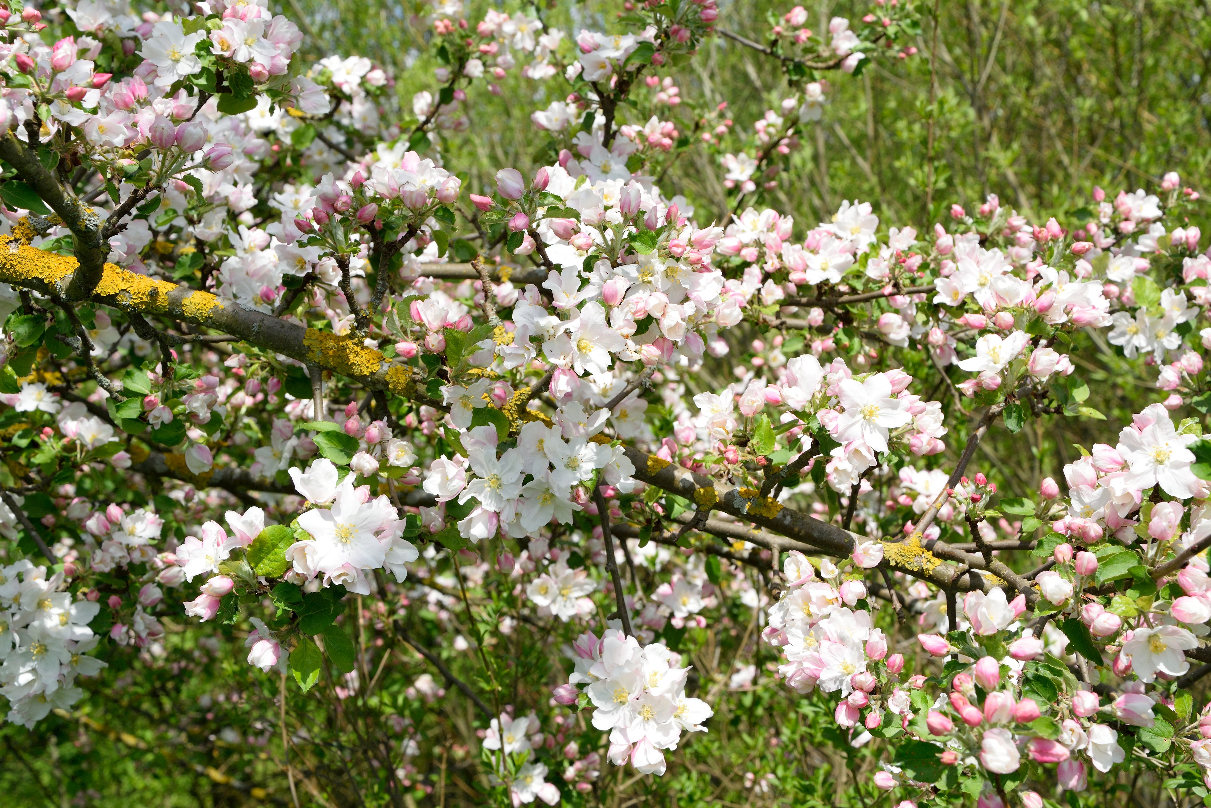 Streuobstwiesen sind wertvolle Elemente für die Natur