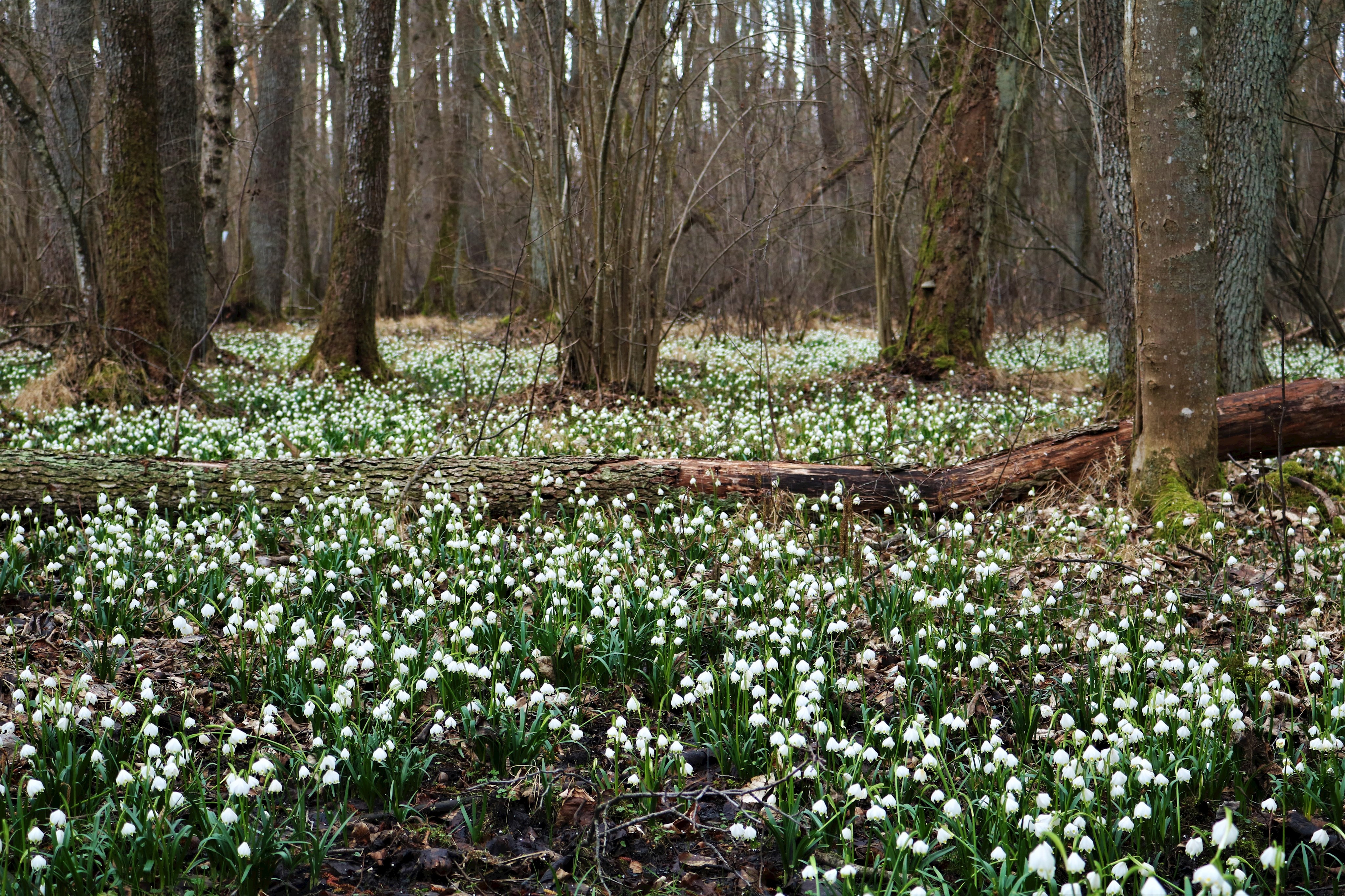 Frühlingserwachen im Feilenforst