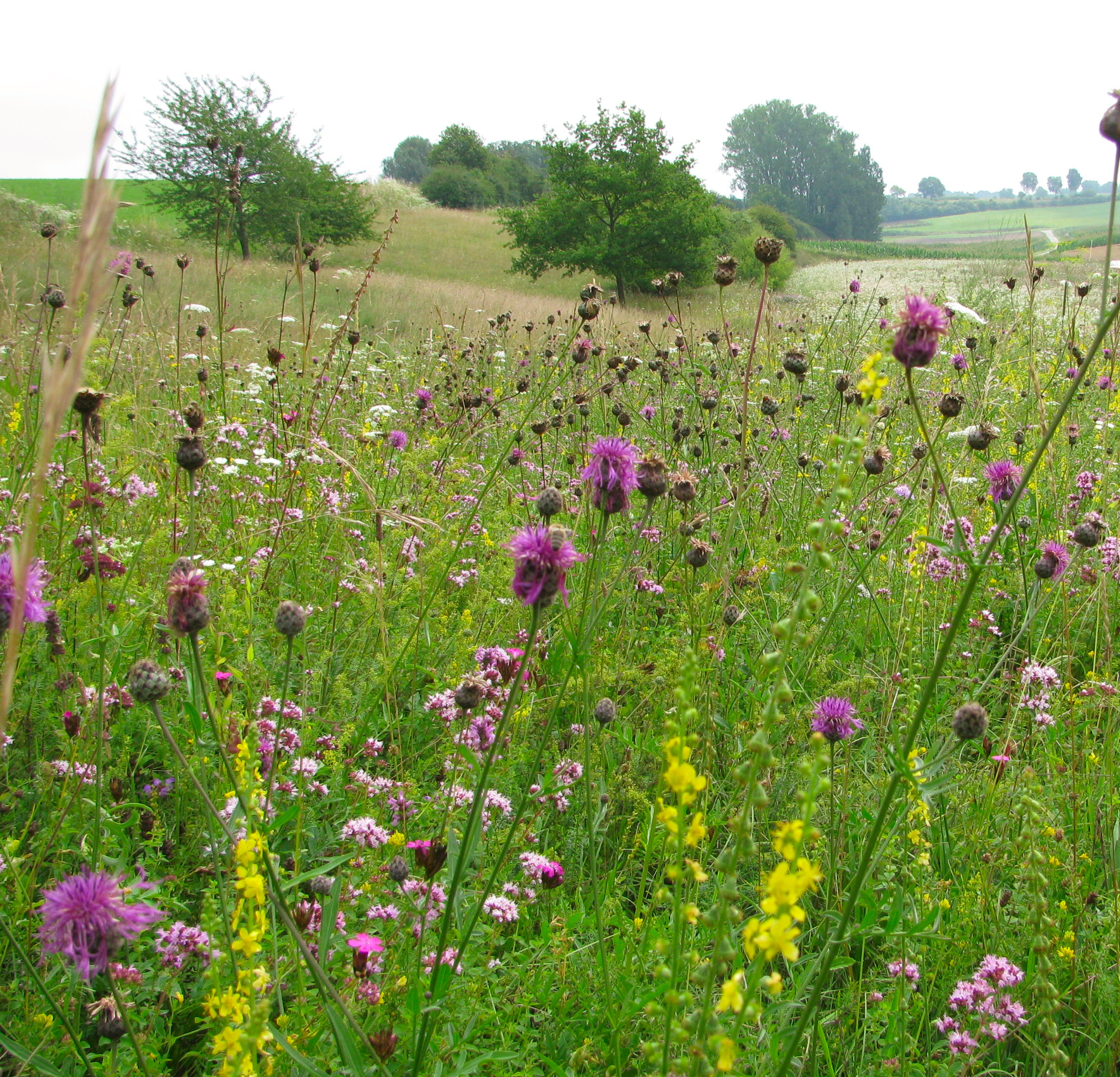 Viele seltene Wildblumen/Wildkräuter wachsen auf Mager-u. Trockenrasen