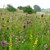 Viele seltene Wildblumen/Wildkräuter wachsen auf Mager-u. Trockenrasen