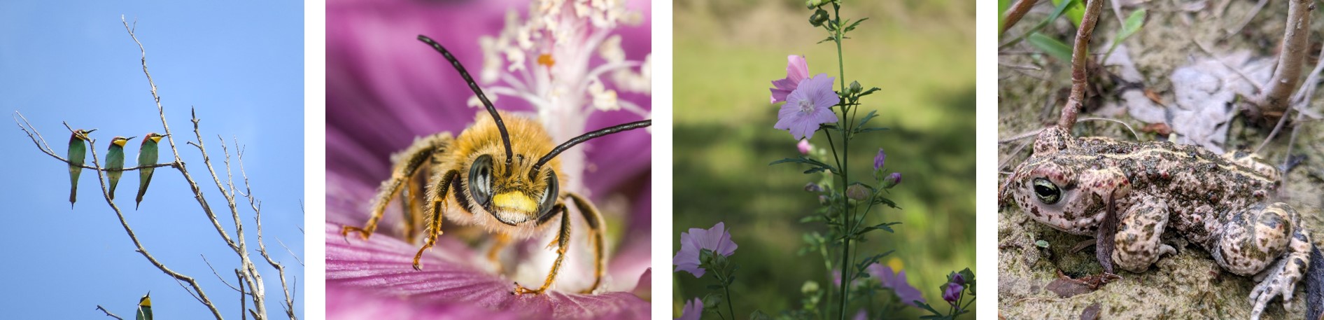 Bienenfresser, Malven-Langhornbiene, Rosen-Malve, Kreuzkröte