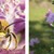 Bienenfresser, Malven-Langhornbiene, Rosen-Malve, Kreuzkröte