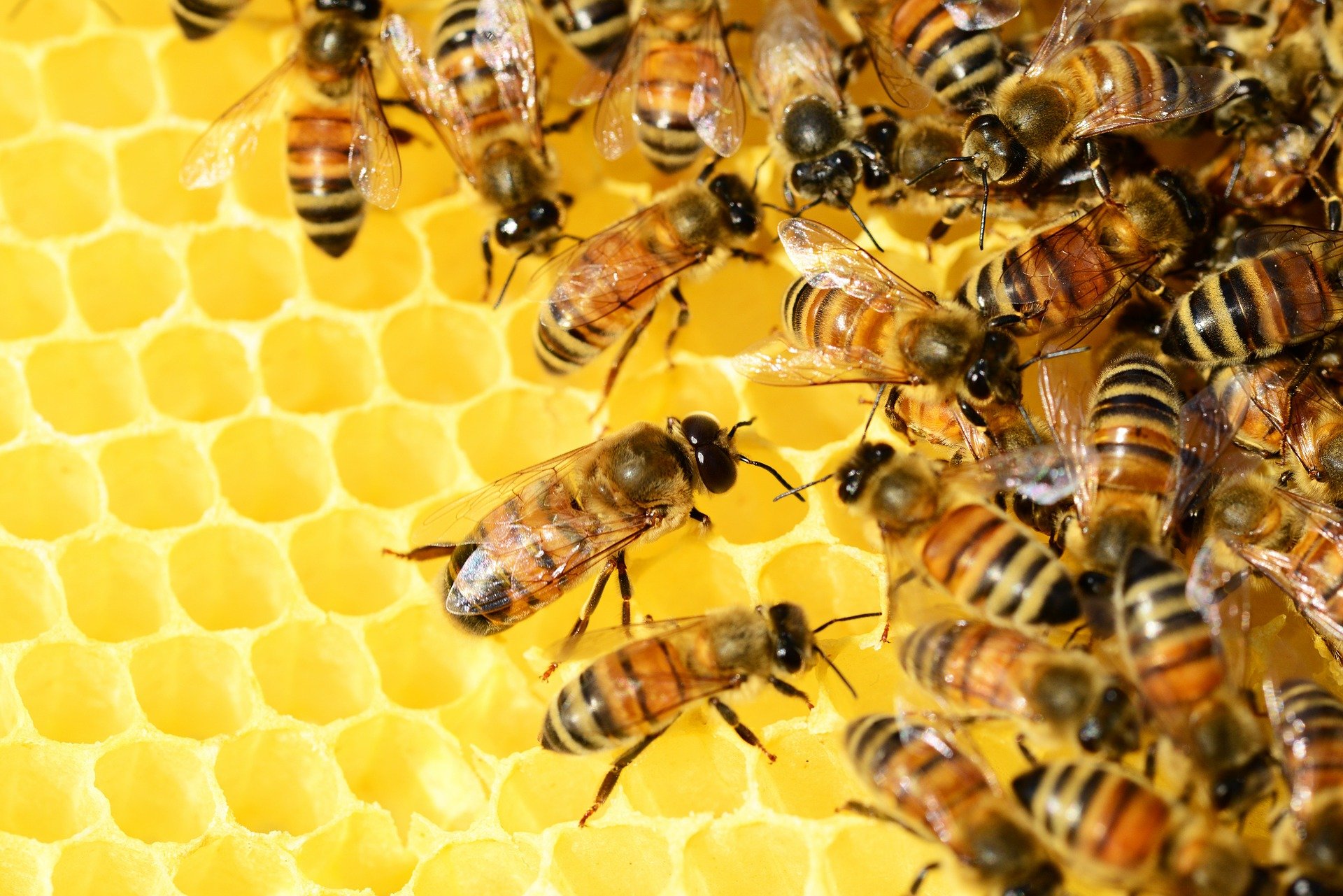 Kreiszuschuss für die Bekämpfung der Varroa-Bienenseuche