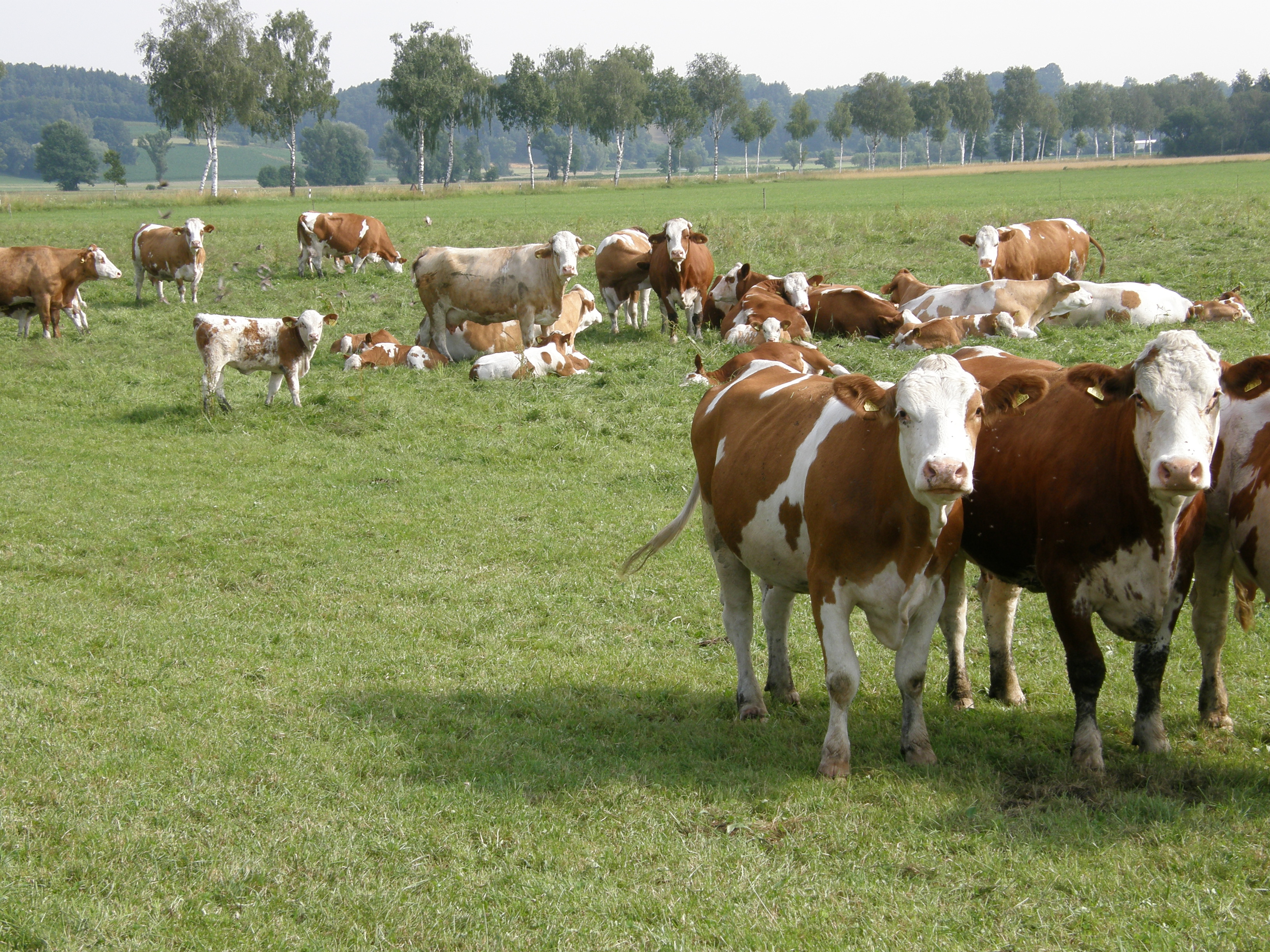 Nutztierhalter aufgepasst! Änderungen bei Antibiotika-Datenerfassung