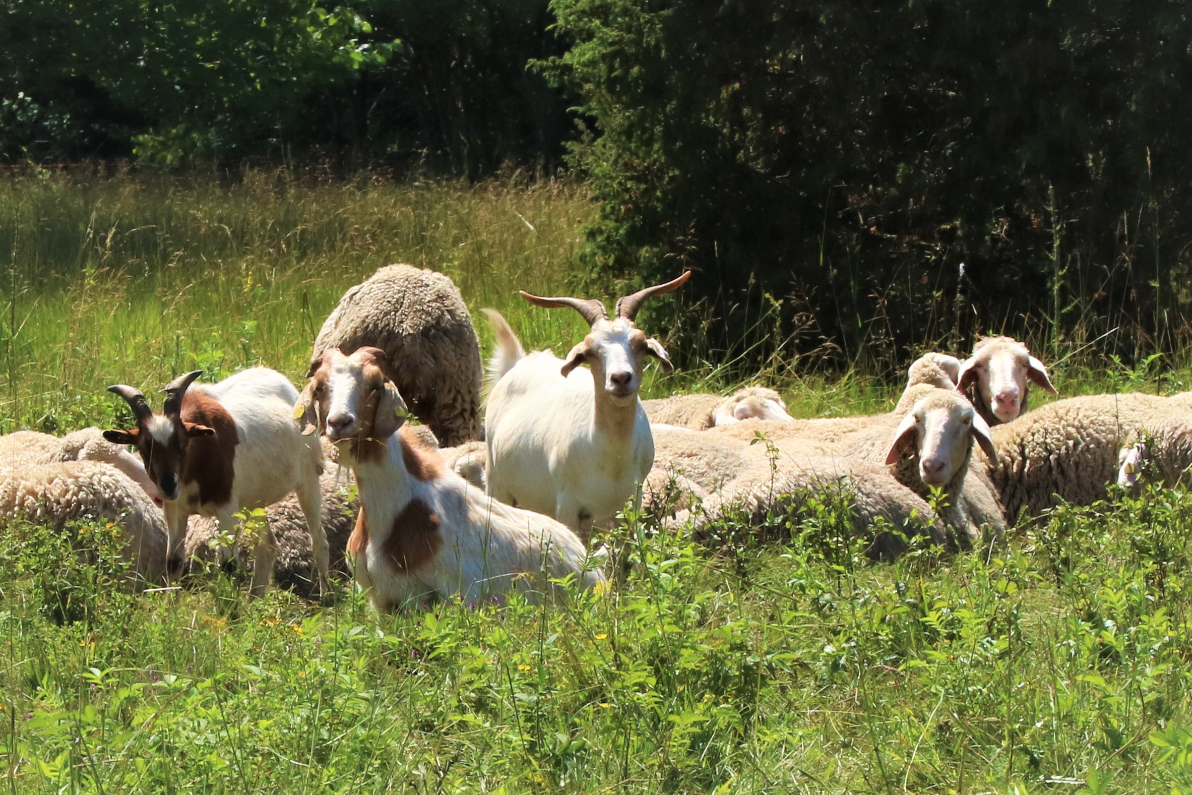 Online-Anträge des Veterinäramtes