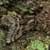 Grauer Laubholz-Dickleibspanner (Lycia pomonaria)