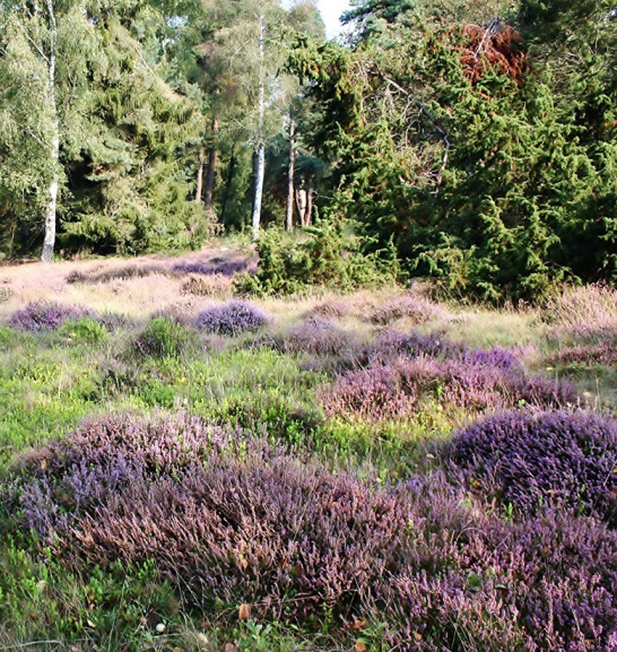 Besenheide