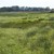 Niedermoor Feilenmoos