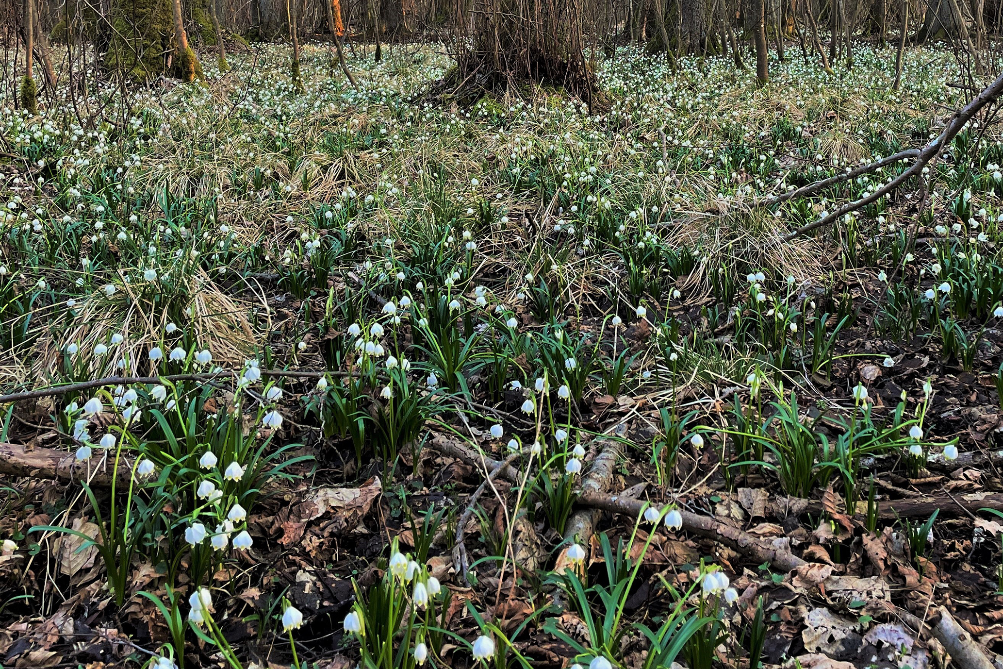 Ein Meer voller Frühlingsknotenblumen im Nördlichen Feilenforst