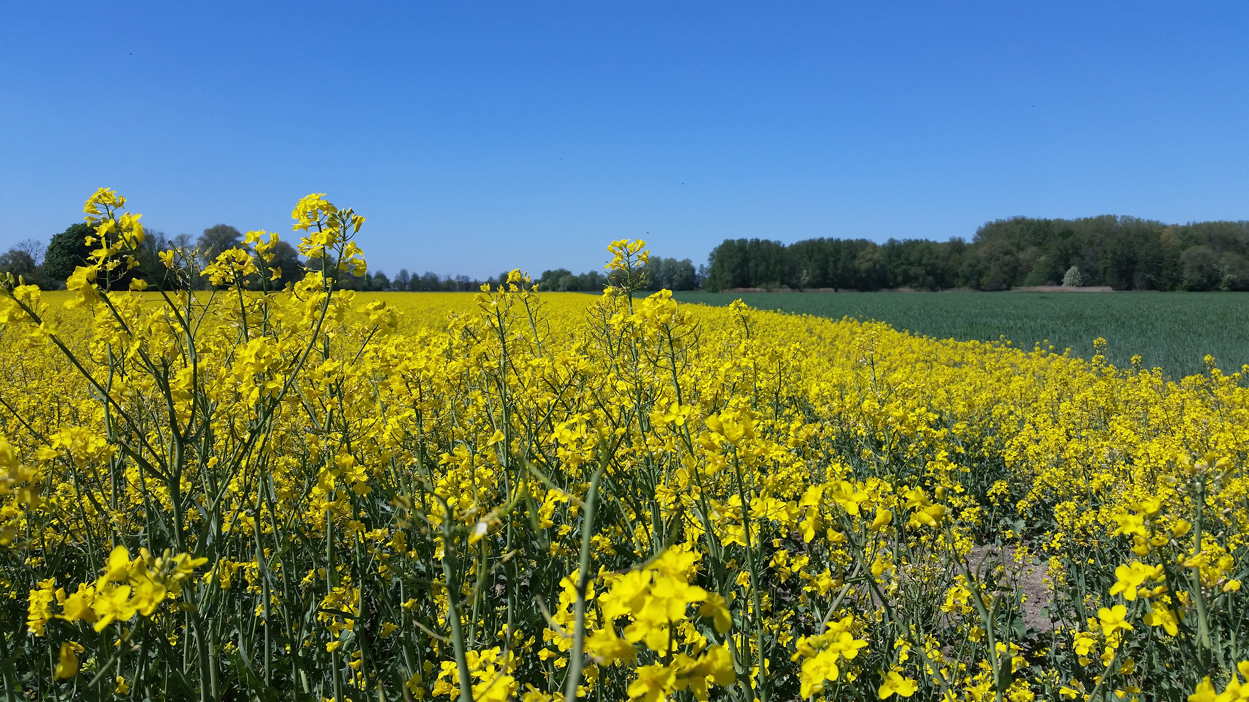 Bei Baar-Ebenhausen Rapsfeld
