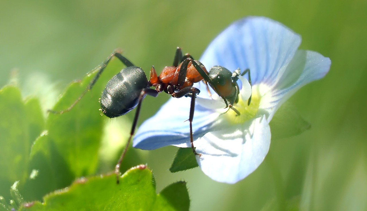 Ameisenschutz in Bayern – Vortrag am 26. Juli im Landratsamt