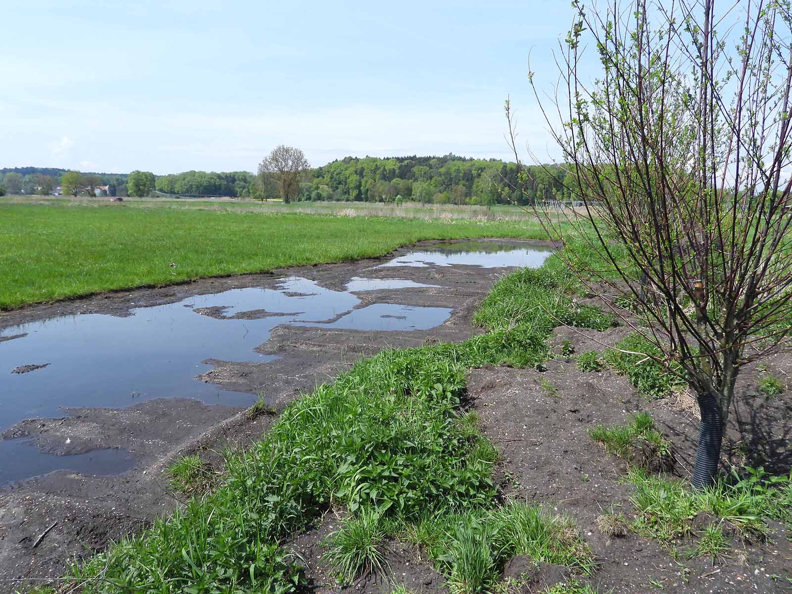 Eine Ende 2022 durch Abschieben des Grasfilzes und Oberbodens freigestellte Seige, in der sich regelmäßig Wasser sammelt. In der Brutsaison wurde der Bereich intensiv vom Kiebitz und anderen Arten genutzt, nach der Brutzeit von Wasserläufern und weiteren rastenden oder überwinternden Arten.