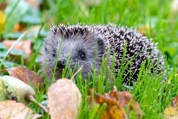 Dem Igel richtig über den Winter helfen