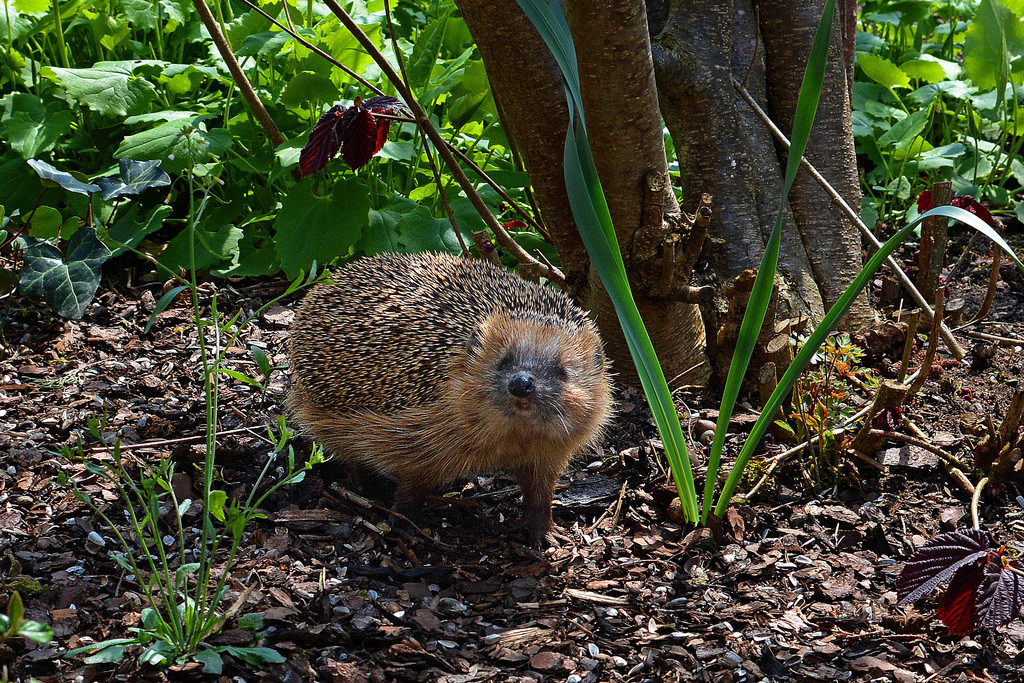 ein Igel