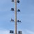 ein Maibaum