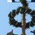 ein Maibaum