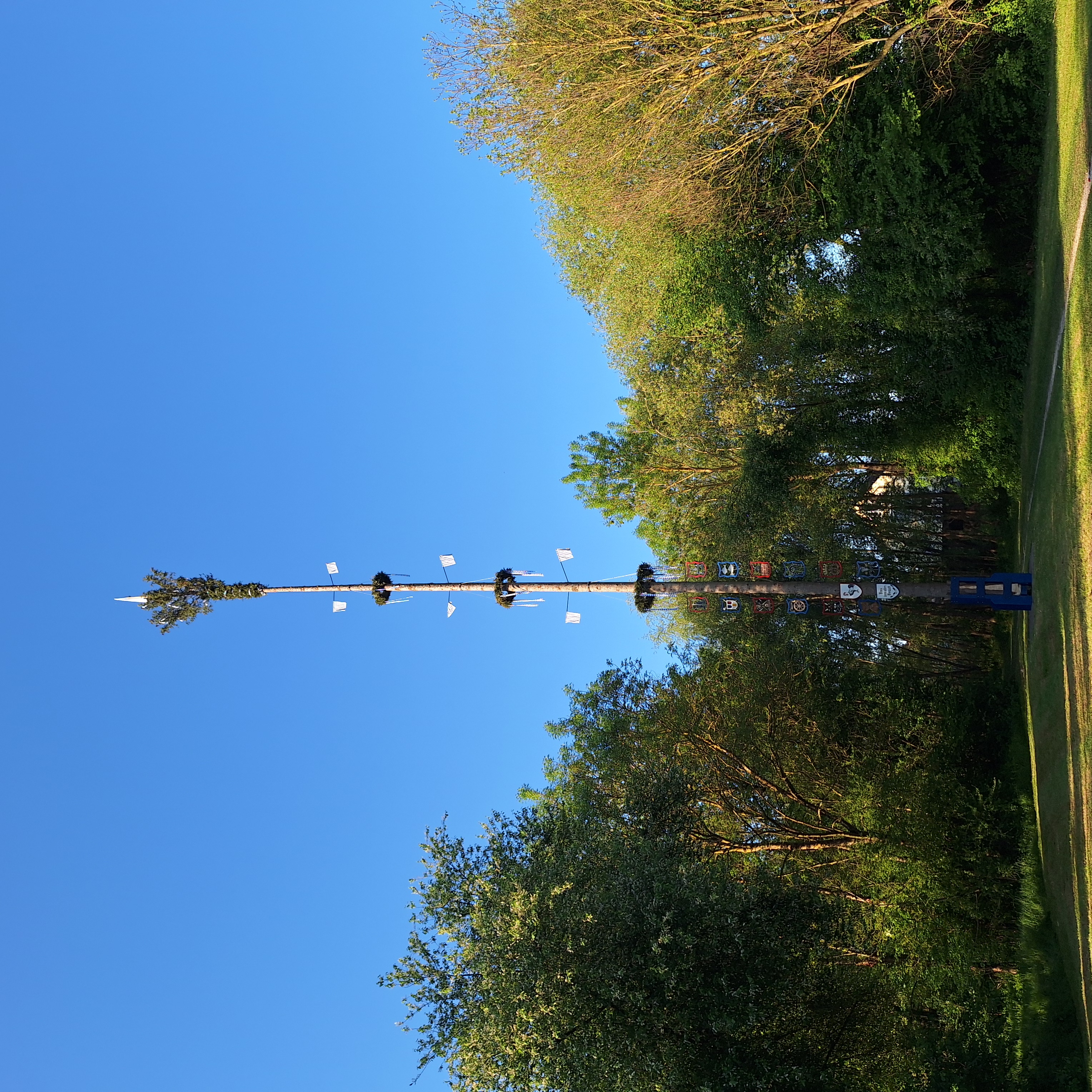 Maibaum die Beizn Vohburg