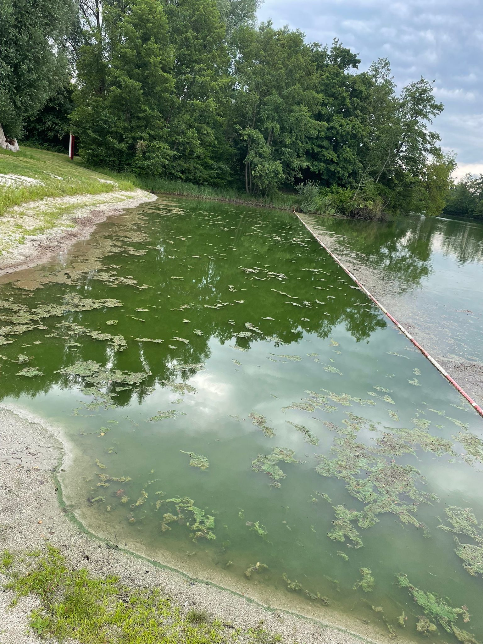 Blaualgen im Ebenhausener Weiher