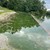 Blaualgen im Ebenhausener Weiher