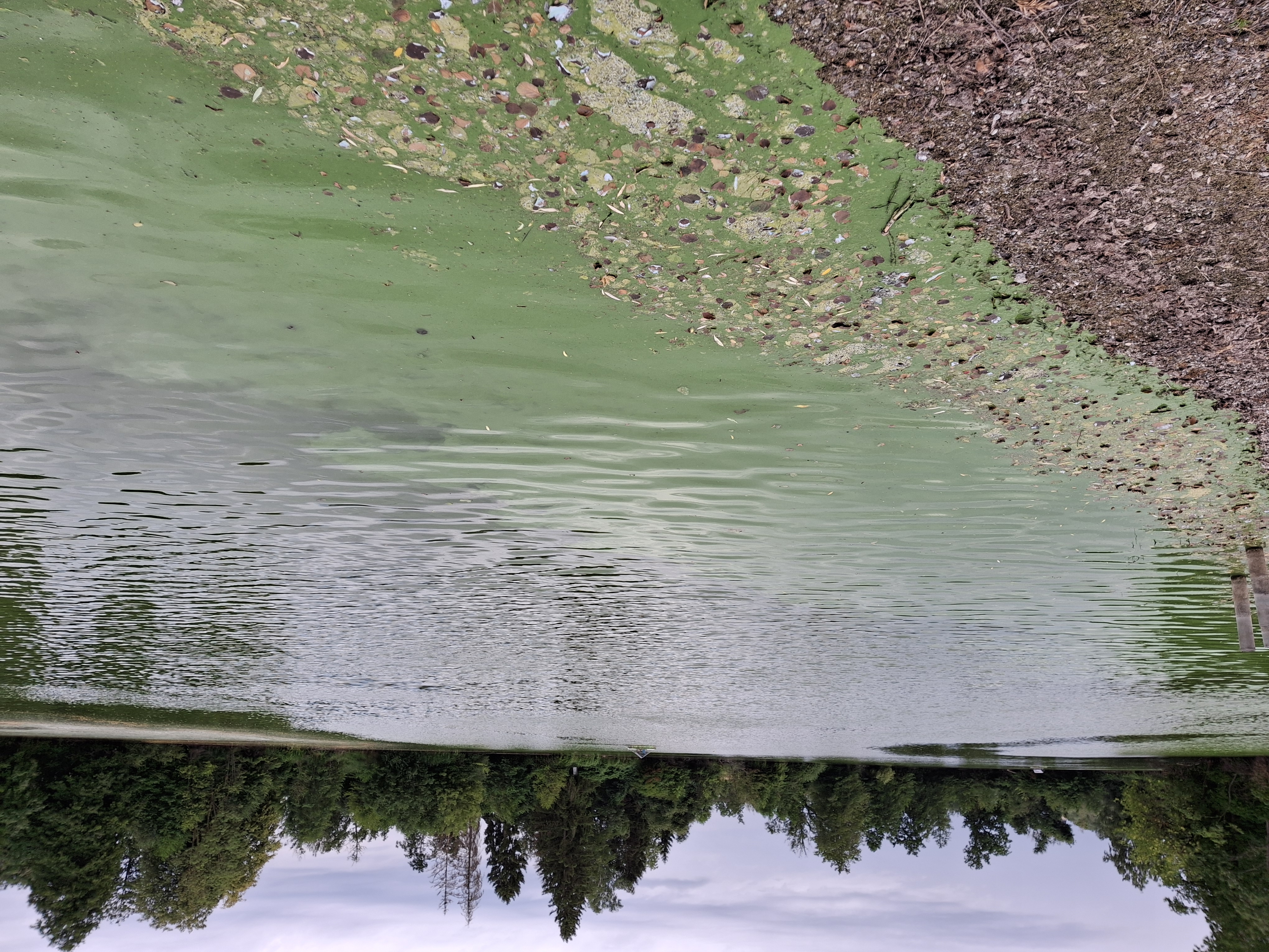 Blaualgen im Ebenhausener Weiher, Badeverbot bleibt weiterhin bestehen
