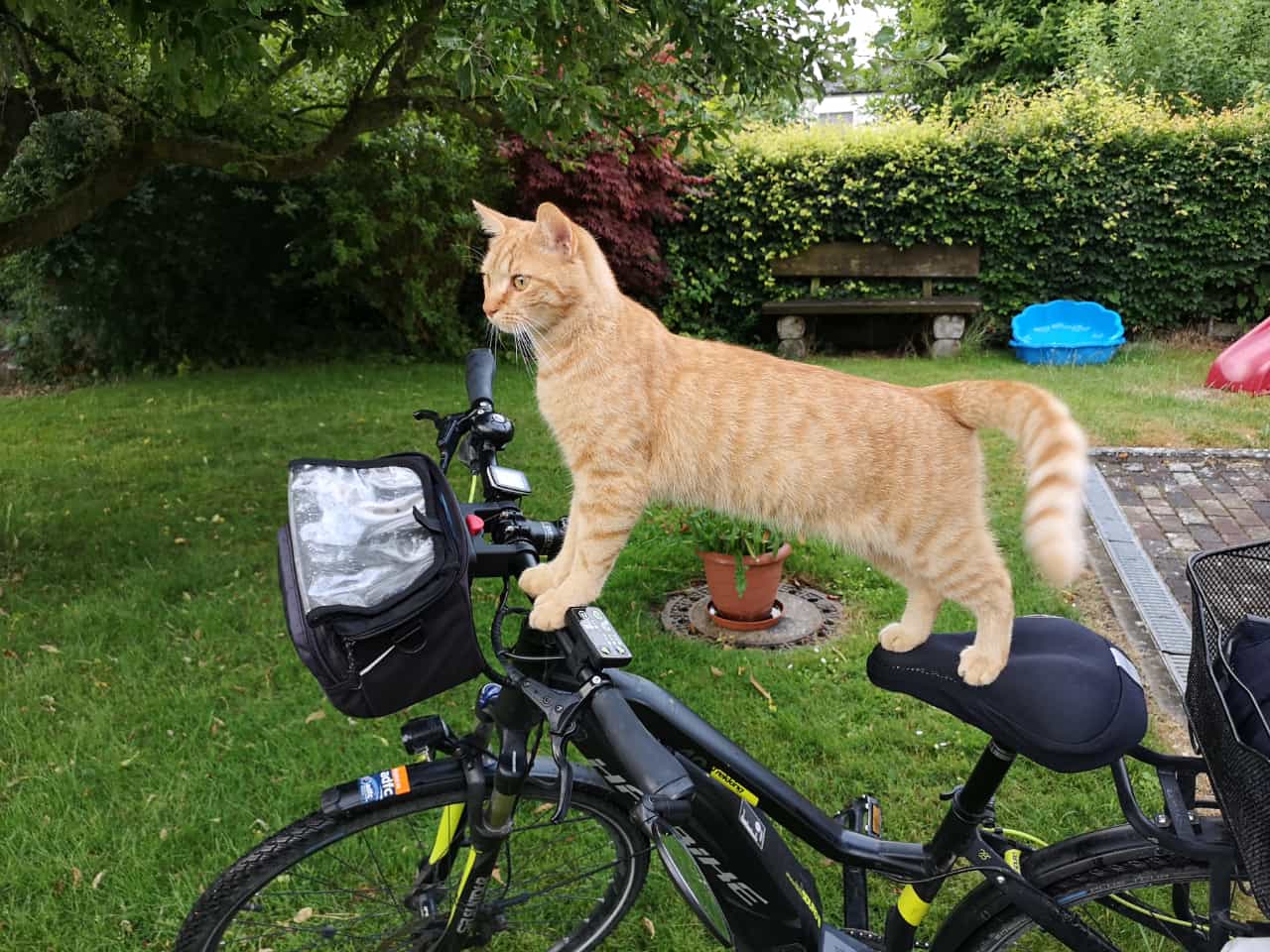 eine Katze ist auf einem Fahrrad