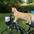 eine Katze ist auf einem Fahrrad