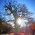 ein Baum, eine Eiche