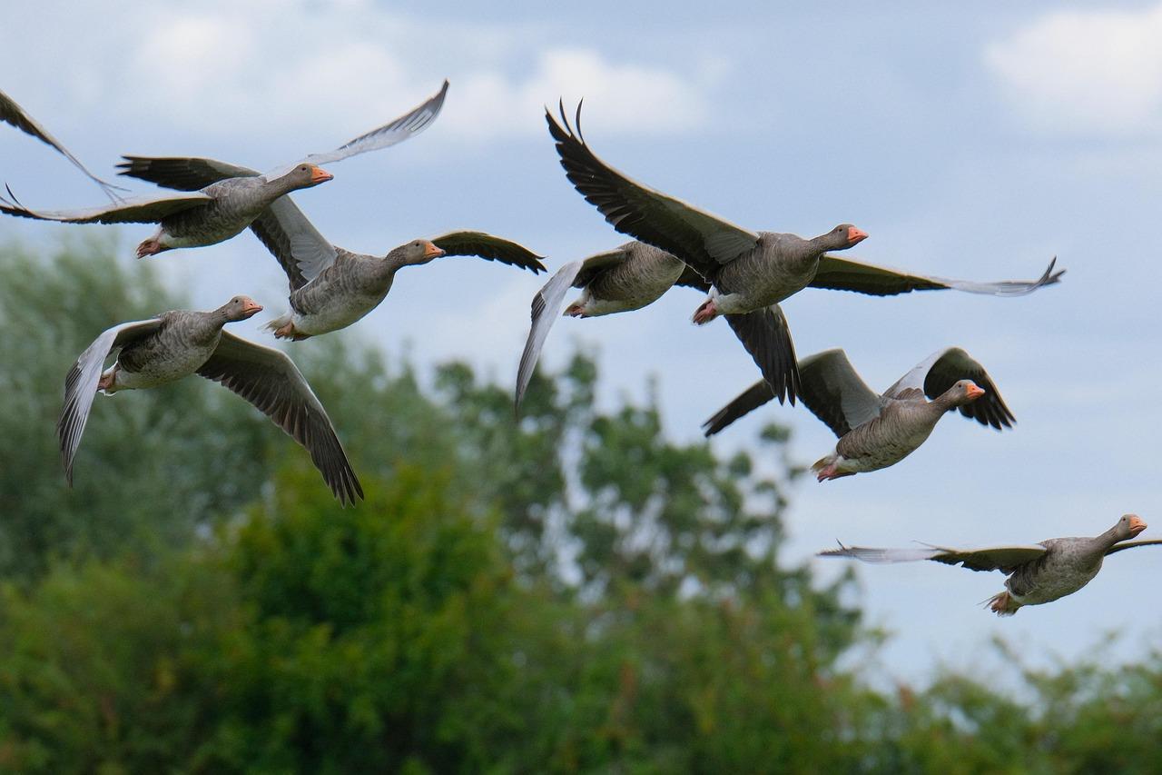 Graugänse fliegen in der Luft