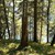 ein Wald