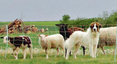 Schafe und Ziege auf einer Weide